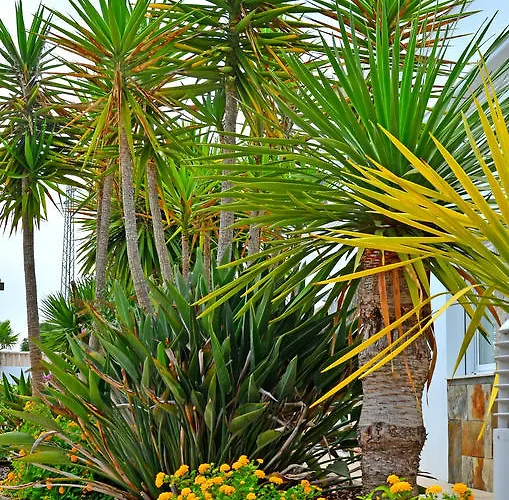 Piedramar Apartmán *